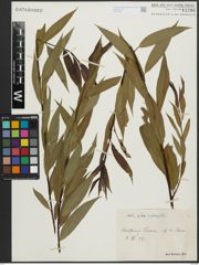 Foto von Salix alba L. x Salix fragilis L.